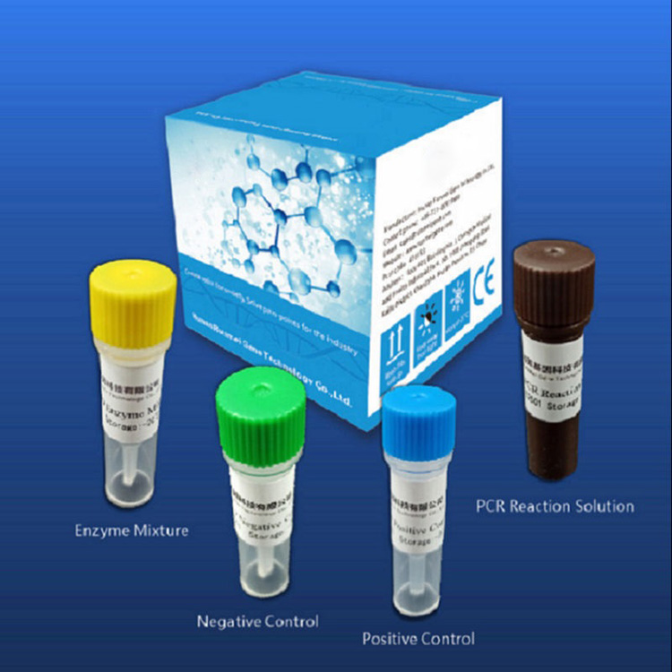 Covid-2019 üçün Reagent Diaqnostik Test Dəstləri Real Zamanlı Pcr Platformasından asılıdır